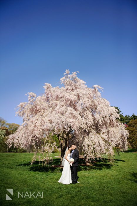 harvard arboretum boston tree wedding photo