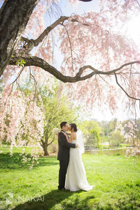 wedding picture harvard arboretum boston tree