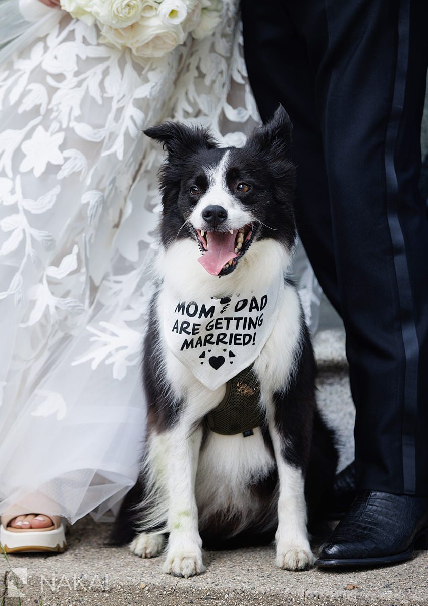 chicago dog wedding photo